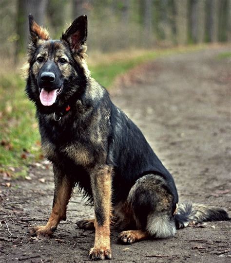  German shepherds are working dog breeds and excellent watchdogs, which may mean your mixed breed mutt inherits this drive and need for physical and mental exercise