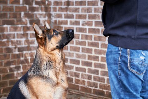  German shepherds need to spend a lot of time with their owners, as they need both companionship and intellectual stimulation