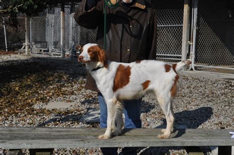  Get Directions Visits to our Brittany kennel available by appointment only