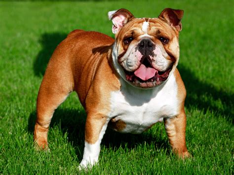  Get ready to meet your new best friend! Bulldogs for sale in Chicago have their origins in England where they were bred to drive cattle, and take part in a terrible, bloody sport involving bulls