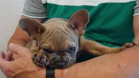  Getting a Frenchie from a reputable breeder is essential in avoiding hereditary conditions, along with regular veterinary care and proper diet and exercise to keep other problems at bay