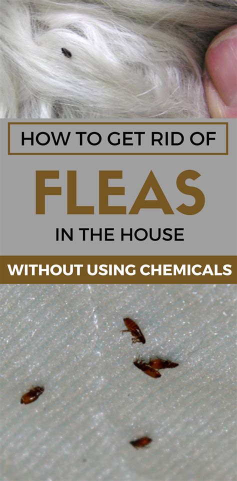  Getting fleas out of the house can be a pain, but it is possible