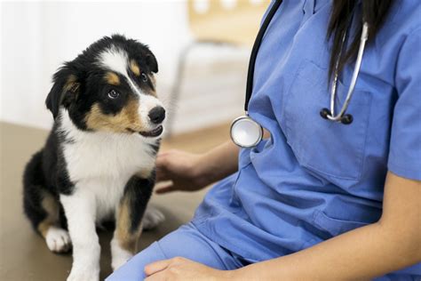  Getting regular vet check-ups is an important part of keeping your dog healthy and ensuring that they have a long life