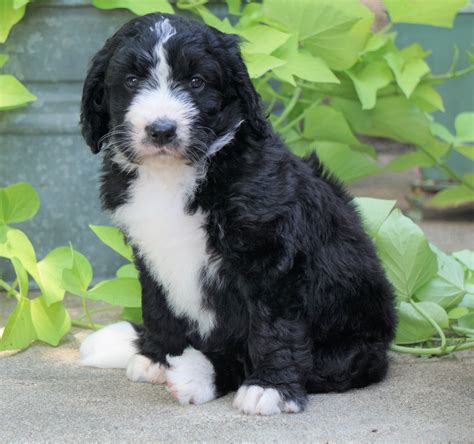  Give me a an overview of Bernedoodle puppies for sale in New York