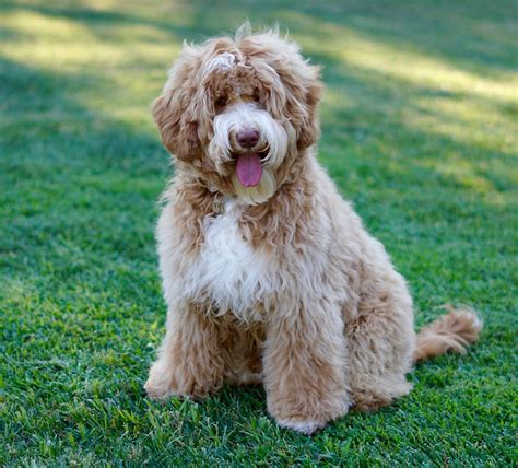  Give me an overview of Labradoodle puppies for sale in Chicago IL