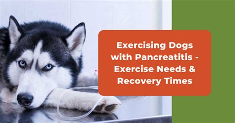  Give them plenty of exercise Exercise is vital for preventing pancreatitis in dogs