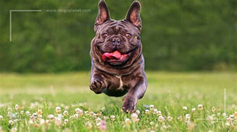  Give your French Bulldog regular exercise Make sure to get in exercise with walks before meals because, just like for people, it can help them work up an appetite
