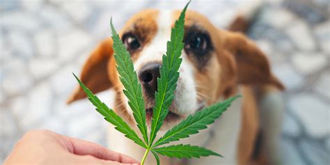  Give your pet CBD regularly to reduce the severity and frequency of seizures