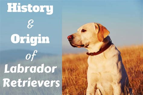  Given that they originated on an island, Labrador Retrievers were used as all-purpose water dogs