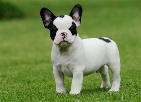  Given their stocky and powerful build, French Bulldogs generally resemble Bulldogs in miniature
