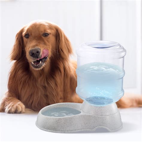  Giving your pet some water and letting it rest is also an excellent idea
