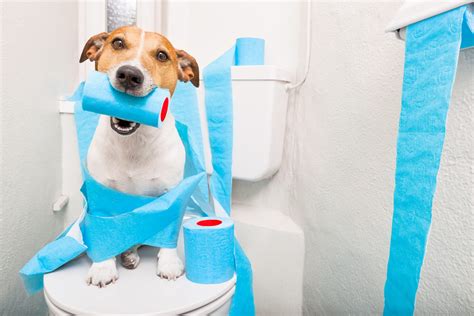  Going back over the toilet training basics that you introduced to them as a puppy can be a huge help to keep them fresh