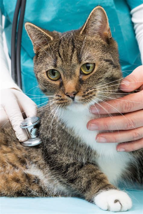  Going to the vet each year can help you identify and treat any problems before they become severe
