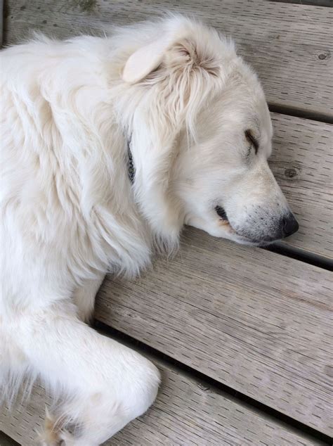  Golden Pyrenees: This golden retriever and great Pyrenees mix is a sweet, protective pooch