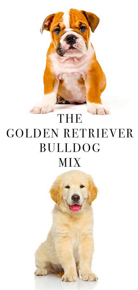  Golden Retriever Bulldog Mix Training and Exercise Another important aspect to consider with any hybrid dog breed is the potential for your puppy to grow up with very different exercise and training needs than what you expect