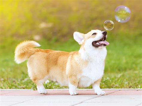  Golden Retriever Corgi Personality Many Golden Retriever Corgi lovers describe their dogs as spunky, silly dogs who have a lot of love to give