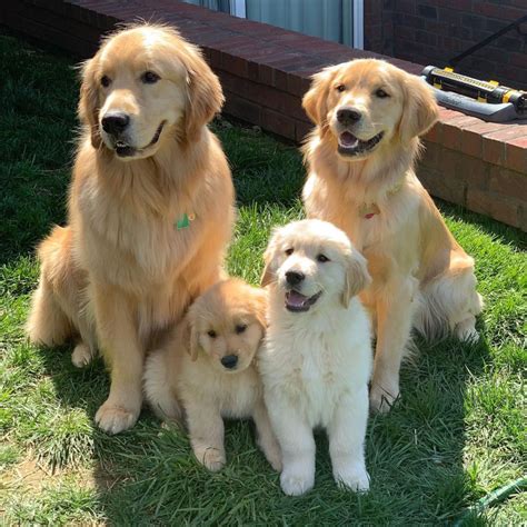 Golden Retriever puppies want to please their owners