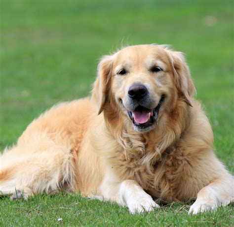  Golden Retrievers are considered one of the friendliest dog breeds