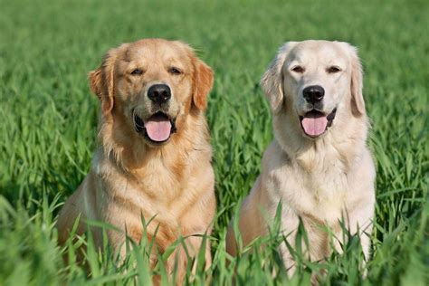  Golden Retrievers are fairly light for their size, whereas Labradors are much heavier