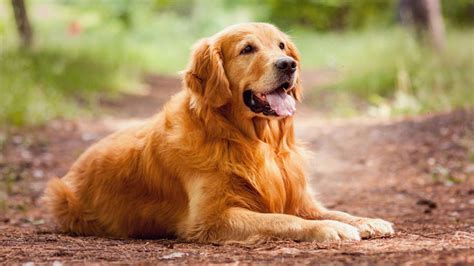  Golden Retrievers are not only friendly but also intelligent