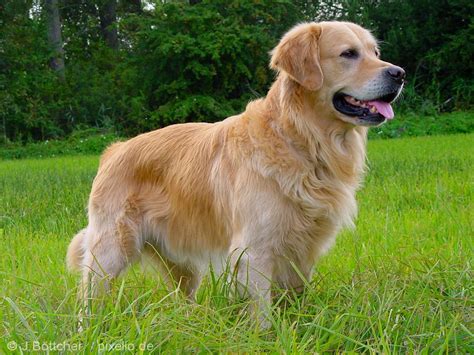  Golden Retrievers are one of the dog breeds of famous dogs