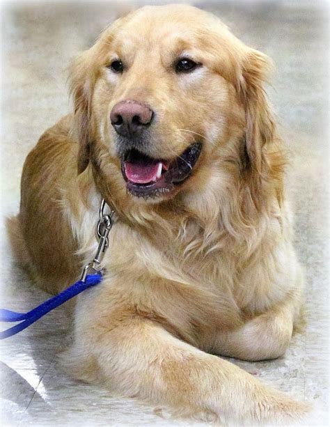  Golden Retriver 1 yr old, shot UTD, obedient trained, neutered, excellent house dog