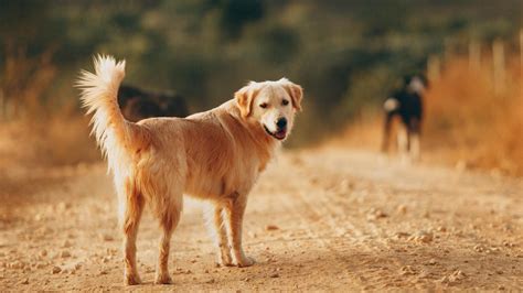  Golden Sammies are good guard dogs that will growl when they sense danger, but chances are likely that your dog will not go barking mad on every little thing that passes by