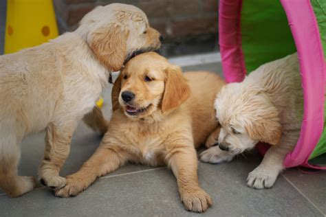  Golden retrievers grow at a slower rate in terms of height than standard poodles, but fill out more quickly