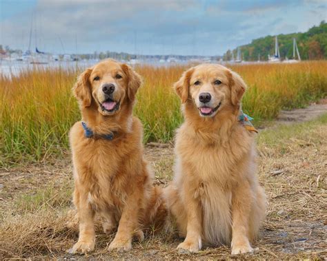 Golden retrievers were later brought to North America—sometime during the s—where they became hugely popular for their beautiful looks and sweet personalities