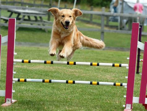  Golden shepherds are good contenders for dog sports like agility, rally, obedience, and more