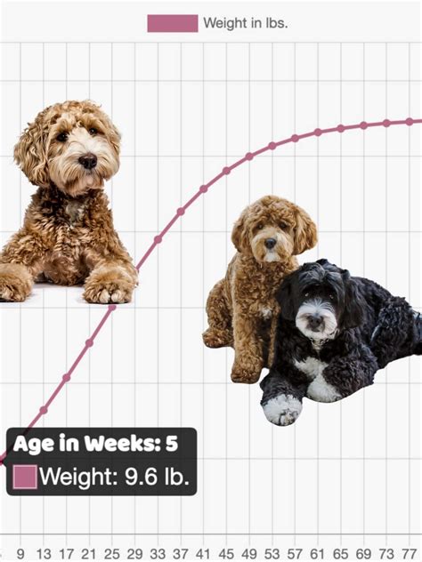  Goldendoodle Age Chart Just like humans, every puppy grows at a different rate