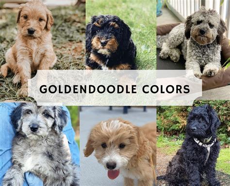  Goldendoodle Colors The color will depend largely on the poodle genes, and can be almost any color including white and black and in between