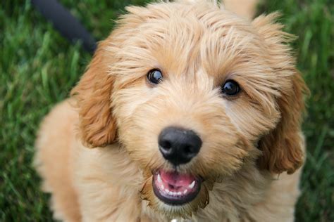  Goldendoodle Teething: Final Thoughts In conclusion, Goldendoodle teething is a painful and uncomfortable process, which all pups have to go through
