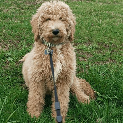  Goldendoodle price varies from breeder to breeder, and depends on numerous factors like coat type and color, size, breeder experience, and more