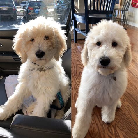  Goldendoodles Then and Now With Pictures