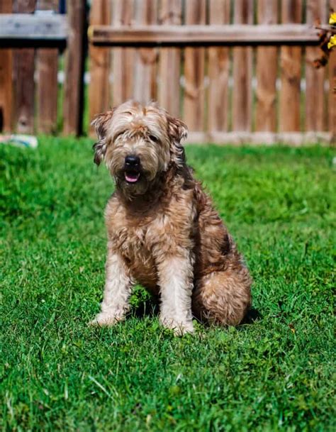  Goldendoodles are a reliably bright, sociable, friendly and affectionate pet dog