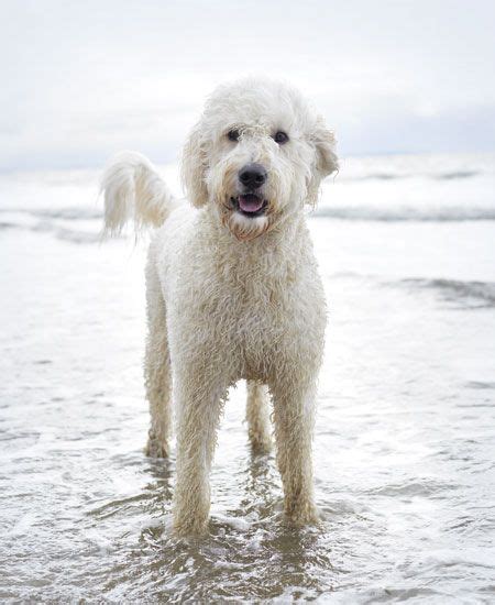  Goldendoodles are affectionate, adorable cross breed dogs that make loyal family companions