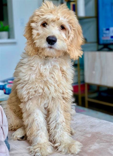  Goldendoodles are naturally sociable dogs with a natural ability to interact with people