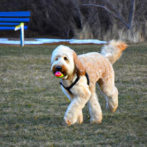  Goldendoodles can survive on less exercise, but the result is often behavioral problems that may lead them to ultimately be surrendered