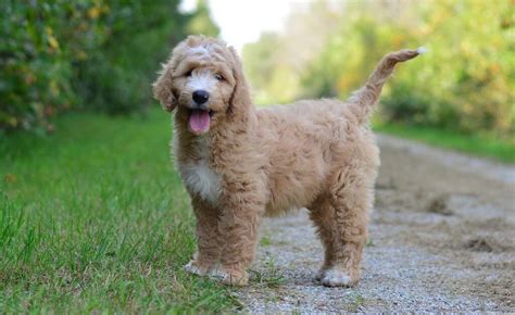 Goldendoodles can weigh starting at 15 lbs for miniature sizes up to 80 Ilbs for standard