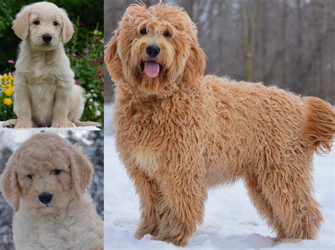  Goldendoodles have different coat types: wool, fleece, hair or a combination