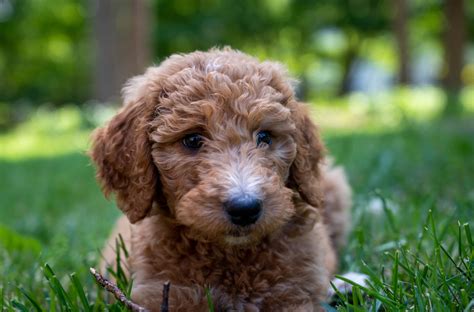  Goldendoodles love people and also get along great with other pets, and they tend to be patient and gentle with young children — making them a fantastic choice for families