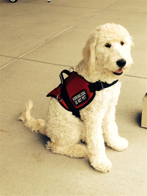  Goldendoodles make great service dogs!! Are you considering being a part of our guardian home opportunity? See Guardian tab on boulderpuppies