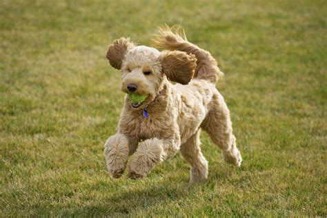 Goldendoodles often do exhibit this enhanced health, but only when its parents are purebred golden retrievers and poodles who have been bred responsibly and have no hereditary health issues