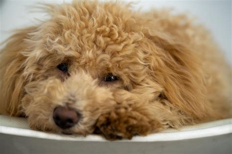  Goldendoodles should be brushed every day to keep the coat free from tangles, mats and debris