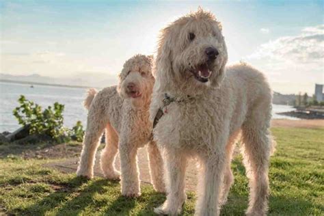  Goldendoodles were created to bring together all of the best traits of their parent breeds—without the downsides