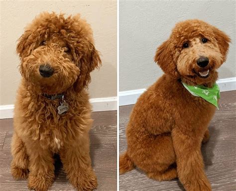 Goldendoodles will require regular grooming and upkeep