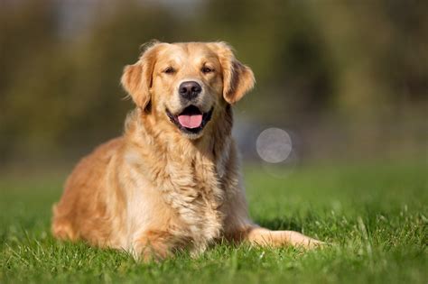  Goldens are an energetic breed that needs a lot of exercise, both mental and physical