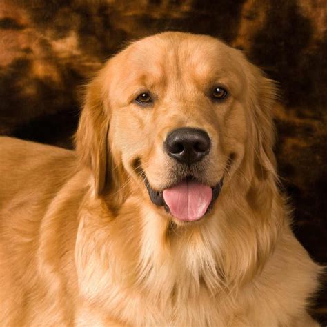 Goldens are considered one of the best dog breeds for first-time owners