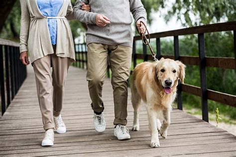  Goldens should receive at least an hour of daily exercise in the form of running, walking, biking, or even swimming